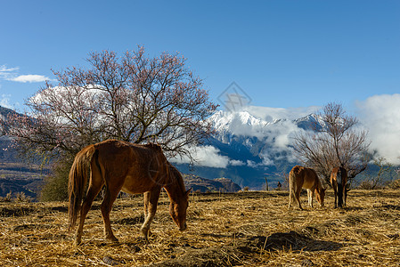 马牙雪山林芝桃花背景