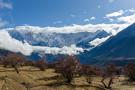 西藏风景林芝桃花背景