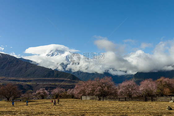 林芝桃花图片