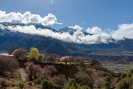 云丘山林芝雪山背景