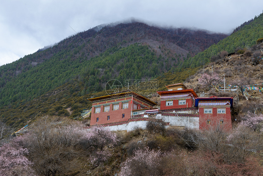 林芝桃花图片