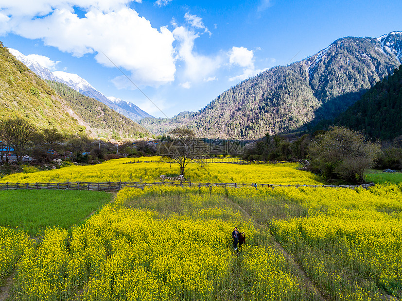 西藏林芝油菜花田蓝天白云风景图片