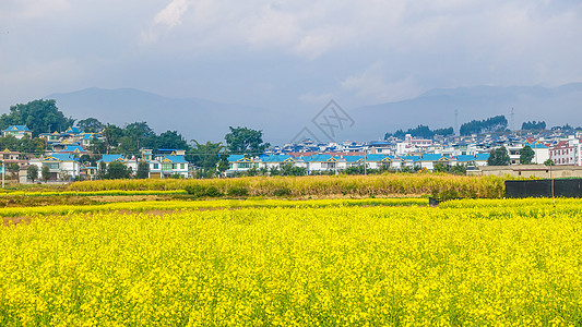 云南大理乡村油菜花背景图片