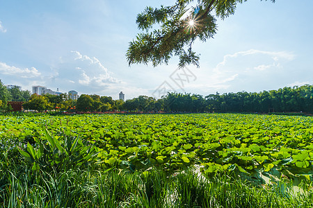 云南植物云南翠湖公园背景