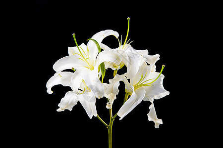 白色水珠中的百合花背景