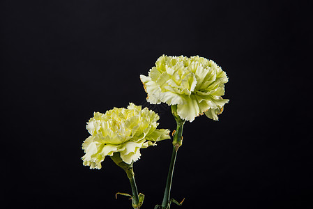 黑色背景花图片 黑色背景花素材 黑色背景花高清图片 摄图网图片下载 黑色背景花图片 黑色背景花素材 黑色背景花高清图片 摄图网图片下载