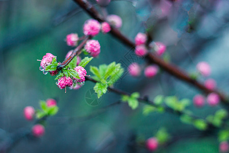 红梅花雨润梅梢背景