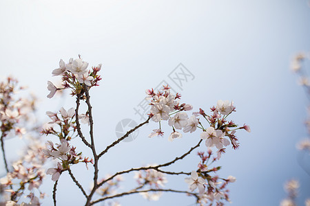 樱花背景图片