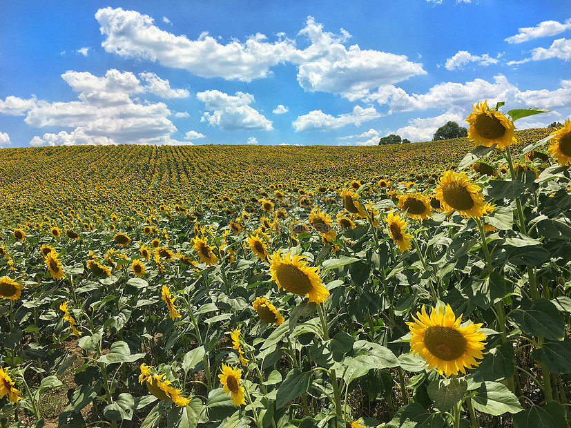 夏季向日葵花海高清图片下载 正版图片 摄图网