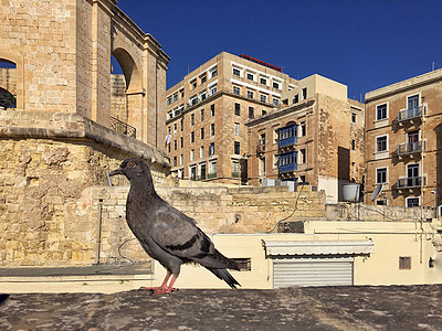 欧洲城市街头上的鸽子图片