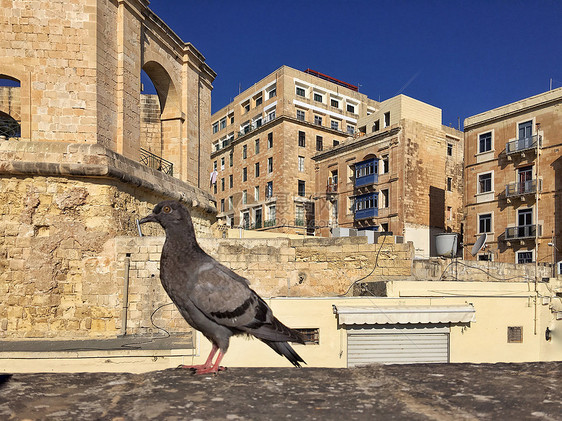 欧洲城市街头上的鸽子图片
