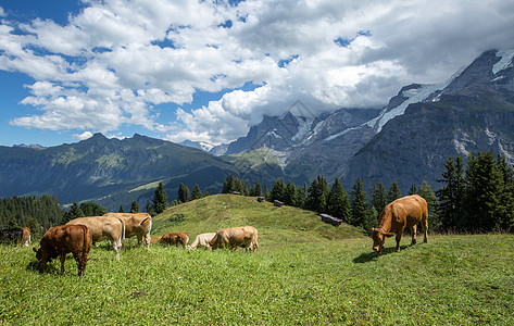 瑞士山区放牧图片