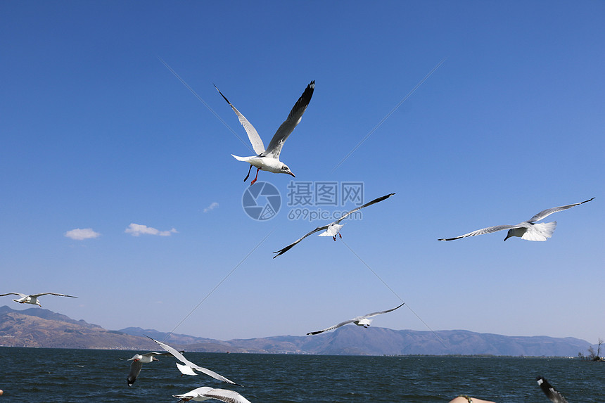 海鸥图片