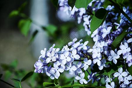 丁香花背景