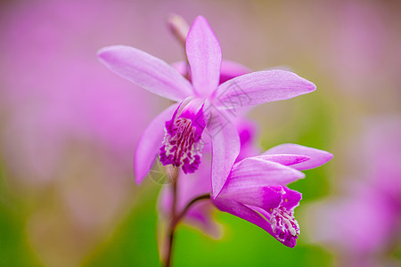 透明小花素材白及紫色小花背景