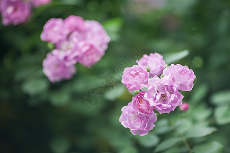 夏天盛开的蔷薇花图片