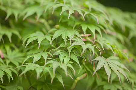 漂亮的枫叶背景图片