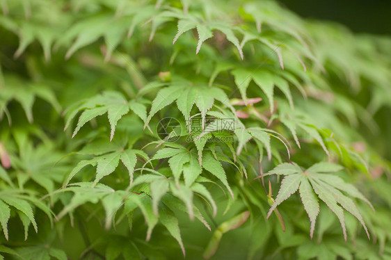 漂亮的枫叶图片