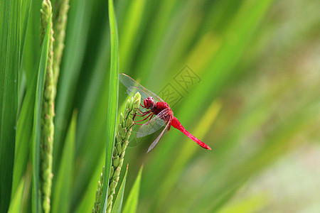 水稻和蜻蜓图片