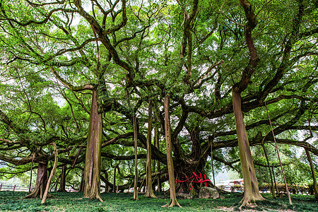 独木成林的大榕树高清图片