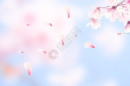 唯美樱花背景图片
