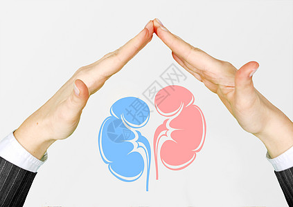 器官医疗保护肾脏设计图片