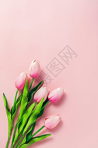 粉色背景上的郁金香花朵图片
