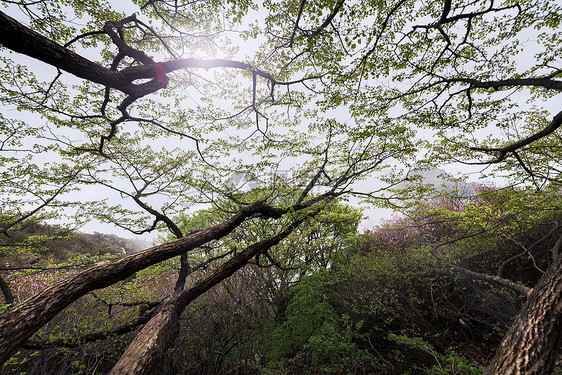 大黑山原生态植被图片