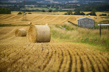 英国乡村小麦地背景图片