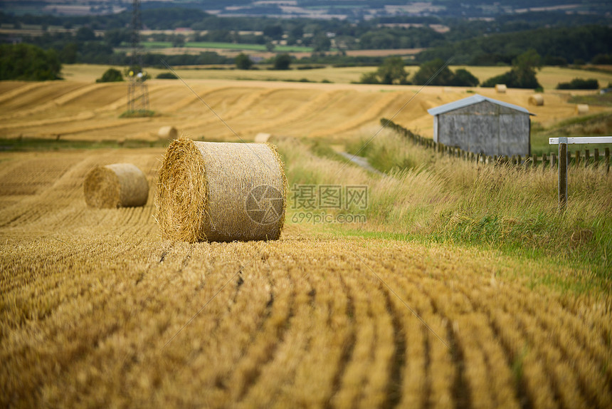 英国乡村小麦地图片