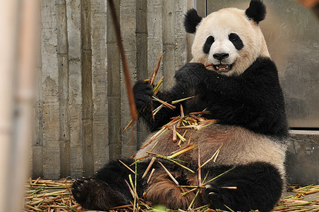 成都大熊猫繁殖基地图片