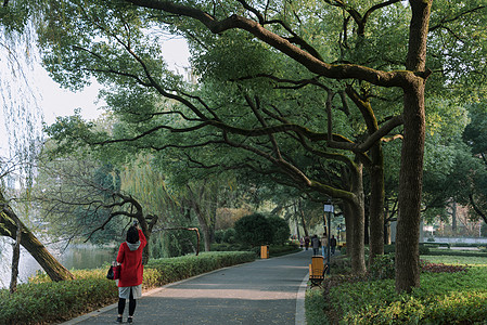 枫林小路公园郁郁葱葱的步道背景