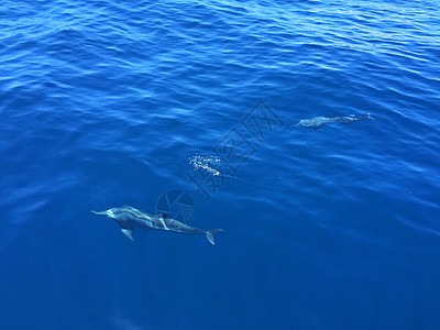 海是海豚呼吸海豚观海豚观鲸体检背景