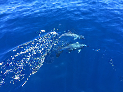 斯里兰卡印度洋出海看海豚高清图片