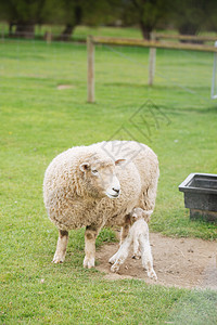 新西兰绵羊新西兰羊高清图片
