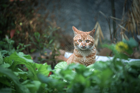 可爱的猫咪图片