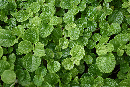 绿色薄荷植物背景图片