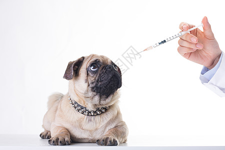 宠物医生动物药物高清图片