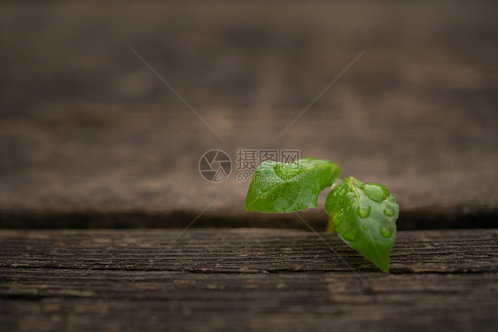 概念小草图片