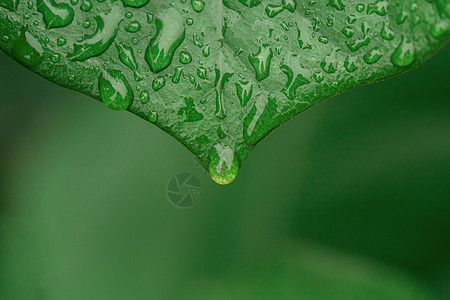 雨后蜘蛛网植被绿叶背景