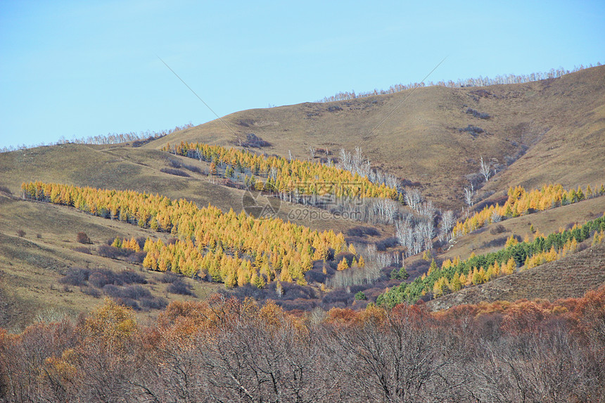 黑龙江大兴安岭地区秋景图片