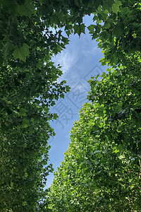 初夏的天空背景图片