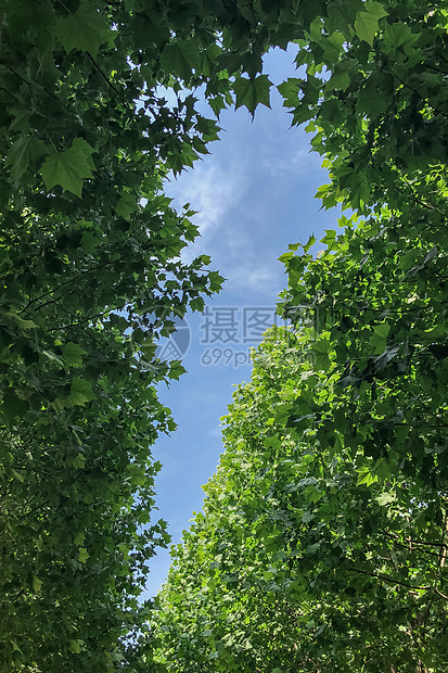 ‘~初夏的天空  ~’ 的图片