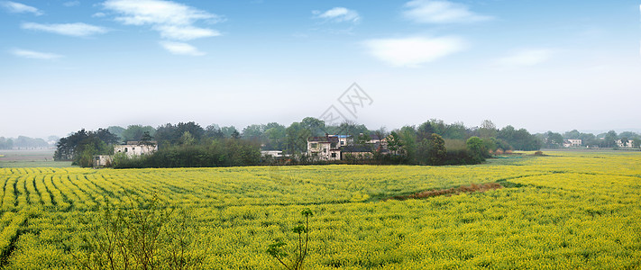 美好新农村油菜花田背景