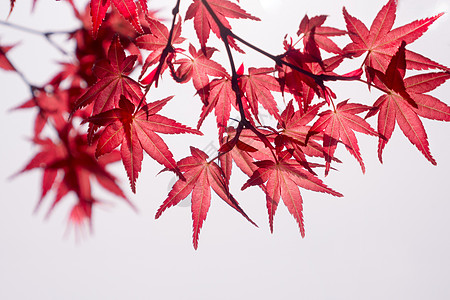 红枫日本枫叶高清图片
