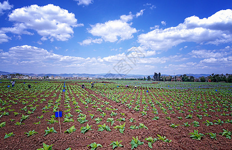 云南玉溪烟叶种植基地背景
