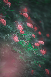 蔷薇花开香满园图片