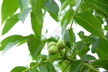 高清核桃素材初夏树上生长的核桃背景