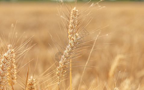 小麦生长芒种麦穗背景
