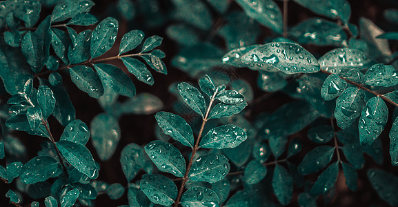 雨里的植物图片